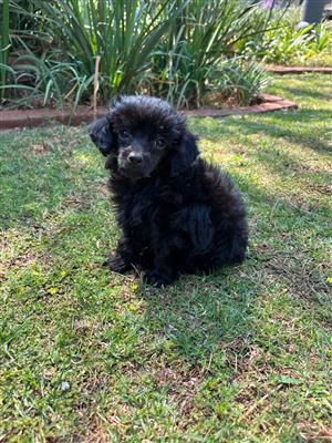 toy poodle for sale north east