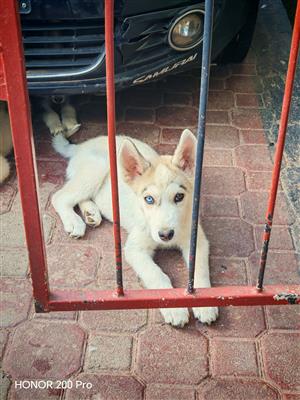 Siberian husky puppy