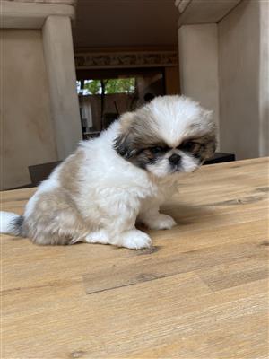 Adorable Pekingese puppies for sale
