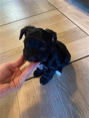 Pocket size Yorkie puppies