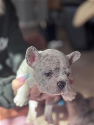 Gorgeous Exotic French bulldog puppies available