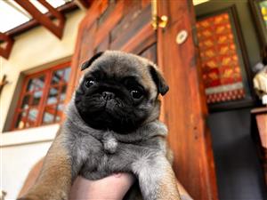 Pug puppy