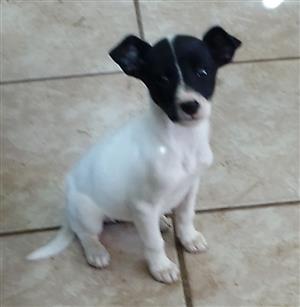 Fox terrier puppies