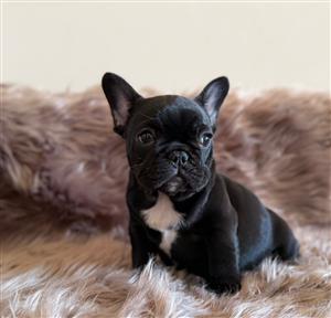 Stunning French bulldog puppies available