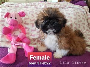 ShihTzu female puppy for sale