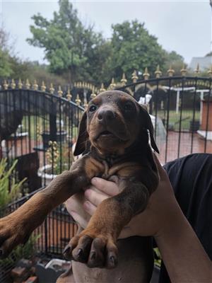 Pedigree Doberman puppies
