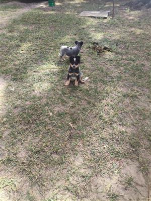 Australian Cattle Dog Puppies For Sale