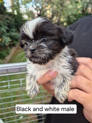 Shih Tzu Puppies Available 