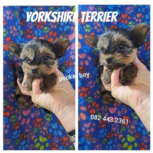 Yorkshire terrier pups