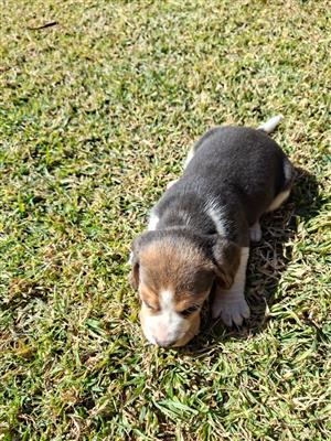 Beagle Puppies
