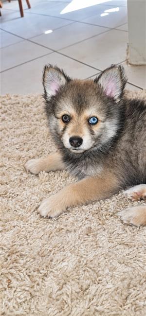 Pomsky Male Puppy