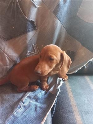 Dutchund red male puppy