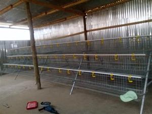 Cages In Farming In Gauteng Junk Mail