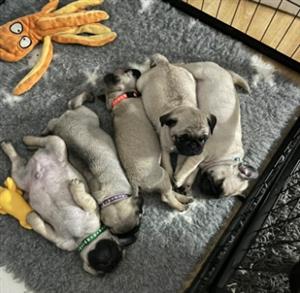 Adorable Pug Puppies For Sale 8 Weeks old