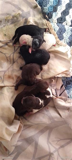 Toy poodles for sale