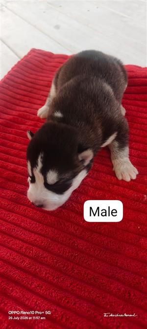 Siberian husky puppies