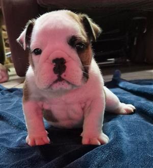 Gorgeous English bulldog puppies available
