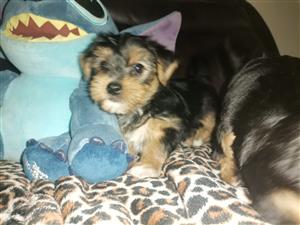 Yorkie male puppies looking for new homes