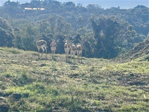 Vacant Land Residential For Sale in Lovemore Heights