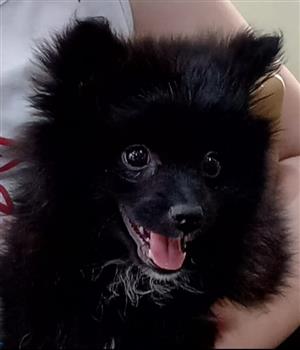 Pomeranian Black Female Puppy 5 months old