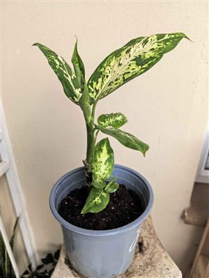 Vibrant Dieffenbachias 