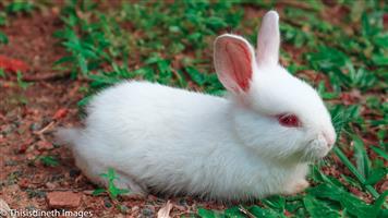 rabbits for sale