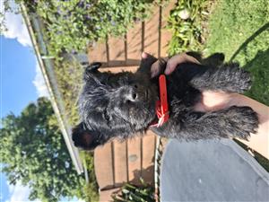 Scottish Terrier pups for sale