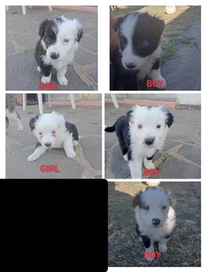 Thoroughbred Border Collie puppies. Brilliant family dogs.