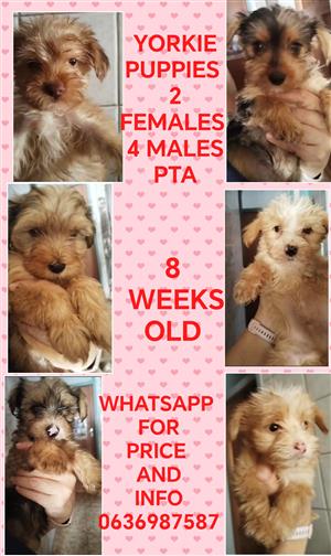 YORKIE PUPPIES 