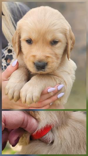 Golden Retriever Puppies for sale 