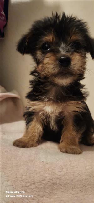 Yorkie puppys boys and girls