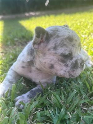 Gorgeous Exotic French bulldog puppies available