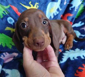 Miniature dachshund puppies for sale