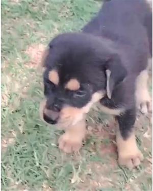 Labrador x German Shepard male puppies 