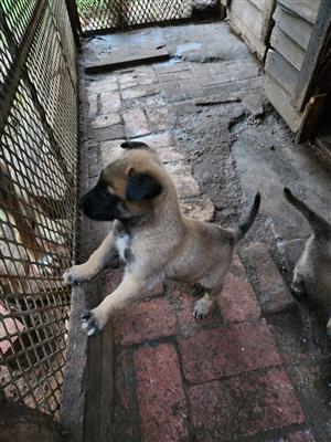 Belgian Malinois Puppies 