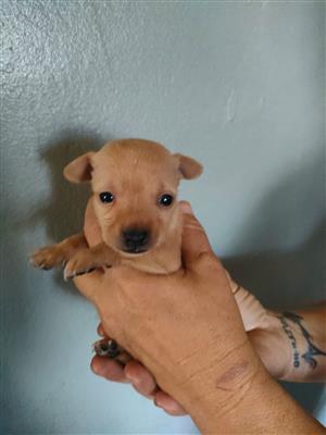 2 x Male Chihuahua Puppies