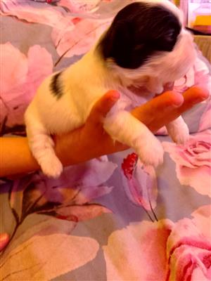 Pekenise Female puppy