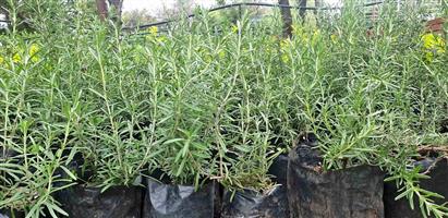 Rosemary shrub