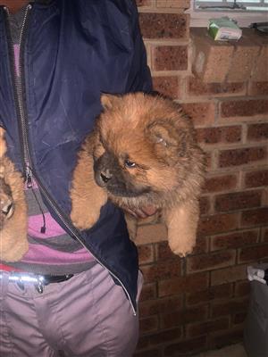 Gorgeous Chow chow puppies available