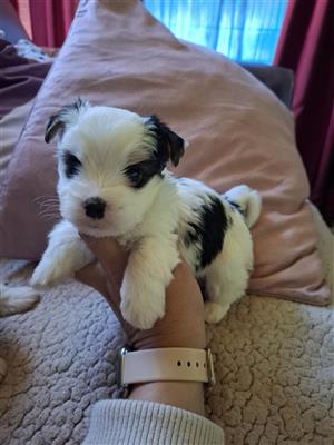 Male yorkie