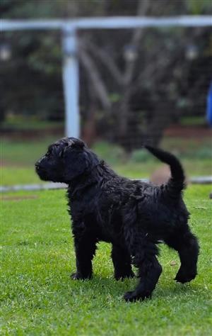 Black Russian Terrier puppies for sale
