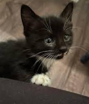 Cute kittens 