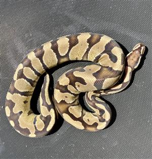 OWR Royal Ball Pythons 