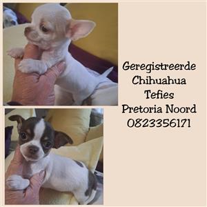 Chihuahua puppies