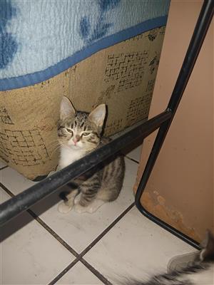 Kitten for sale 