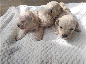 Male French poodle puppies 