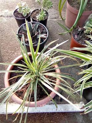 Home Flowers for sale at orange grove corner 8th street 8th avenue.