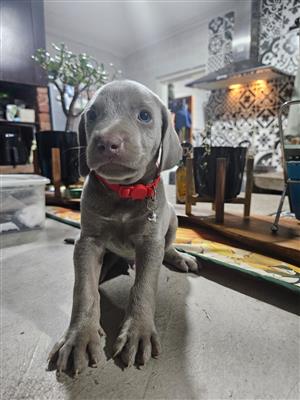 Weimaraner puppies for sale