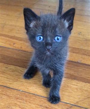 Ragdoll x khao manee kittens 