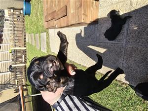 Airedale x giant schnauser